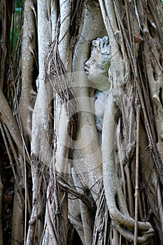 Statue of child trapped in banyon tree