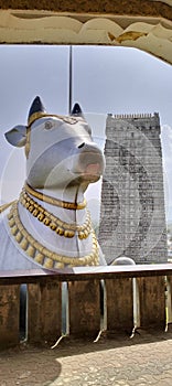 Statue of a cow with beautifully carved temple of lord shiva murderhwar Udupi Karnataka India photo