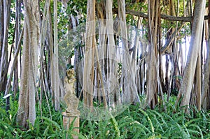 A statue and ficus trees in the John Ringling Museum, sarasota, FL