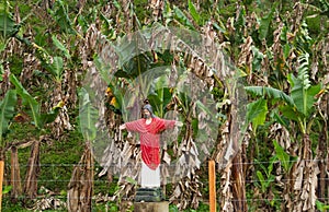 Statue of Jesus in  middle of a banana plantation