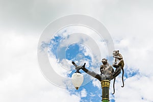 Statue of a monkey family on lamp post on blue sky.