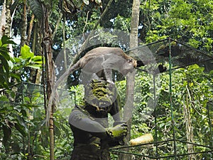 Statue of a monkey god with on his head a macaque trying to recover an ear of corn