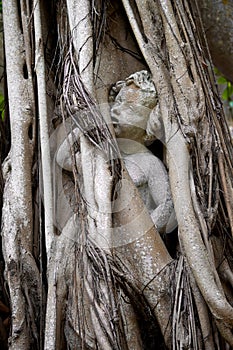 Statue of person trapped in banyon tree