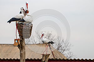 Statue of a stork on the roof of a house