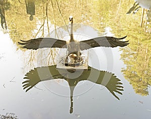 Statue of a Swan on a Lake