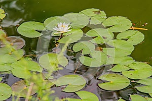 Statue of turtle on top of a large stone