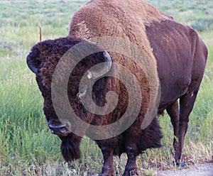 Statuesque American Bison on the prairie