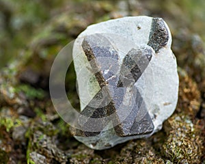 Staurolite - Fairy cross from Semiostrovye, Western Keivy, Kola Peninsula, Russia. On a tree bark in the forest. Nesosili