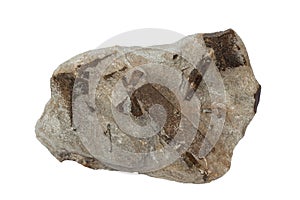 Staurolite mineral isolated