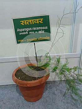 Stavari plant grown in pot, Asparagus racemosus.