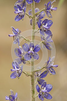 Staverridderspoor, Lice-Bane, Delphinium staphisagria