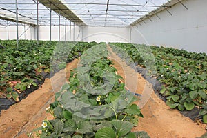 Stawberries Greenhouse