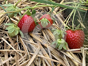 Stawberries growing