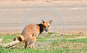 Stay dog excrete on green grass beside country road in morning