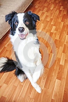 Stay home. Funny portrait of smilling puppy dog border collie sitting on floor indoors. New lovely member of family