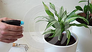 Stay home and gardening. Replanting dracaena flower in indoor garden. Potted green plants at home, urban jungle. Floral