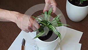 Stay home and gardening. Replanting dracaena flower in indoor garden. Potted green plants at home, urban jungle. Floral