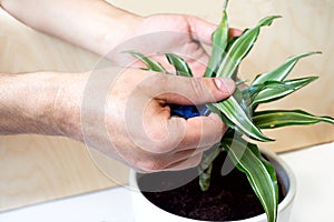 Stay home and gardening. Replanting dracaena flower in indoor garden. Potted green plants at home, urban jungle. Floral