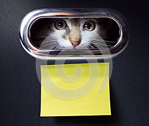 Stay home; Scared kitten locked quarantined in his house