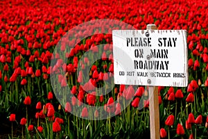 Stay on main roadway sign with red tulip field