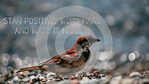 Stay positive, work hard and make it happen. sparrow picture