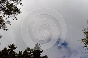 Sky and trees photo