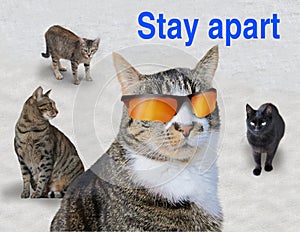 Staying Healthy - Cat Reminder - Stay Apart