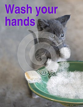 Rimanere salutare gatto promemoria lavare il tuo mani 