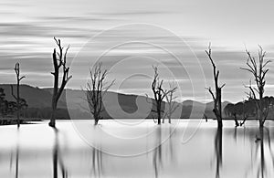 Steadfast trees emerge from the lakes waters.