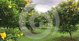 Steadicam shot of beautiful yellow elder flowers or tecoma stans in the garden swaying with the wind in the cloudy day