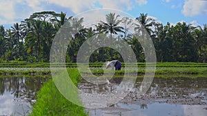 Steadicam shot of two undefined women planting rice seedlings on a big field surrounded with palm trees. rice