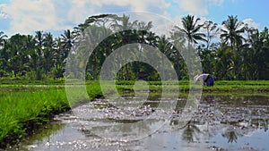 Steadicam shot of two undefined women planting rice seedlings on a big field surrounded with palm trees. rice