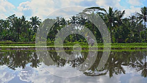 Steadicam shot of two undefined women planting rice seedlings on a big field surrounded with palm trees. rice