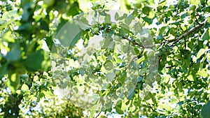 Steady, close-up shot of small green apple growing on tree. Natural backlight effect with lens flare. Apple tree