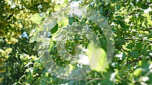 Steady, close-up shot of small green apples growing on tree. Natural backlight effect with lens flare. Apple tree