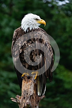 Bald Eagle on Rainy Day