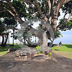 Steady gigantic tree which help to stop the inconvenient  onshore winds