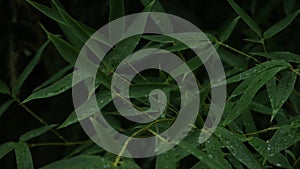 Steady shot of bamboo leaves with raindrops