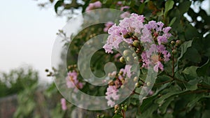 Steady shot of pink flowers in the garden