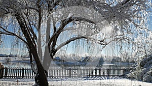 Steady shot of snow falling on a willow tree by a lake