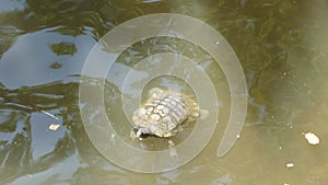 Steady shot of a turtle swimming in murky waters