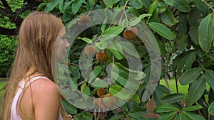 Steadycam shot of the mabolo or velvet apple tree with lots of fruit on it. Woman smels the mabolo fruit in a tropical