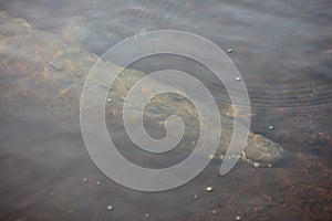 Stealthy American Crocodile in Lagoon photo