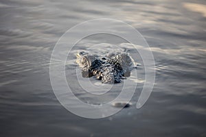 Stealthy American Crocodile at Surface of Lagoon photo