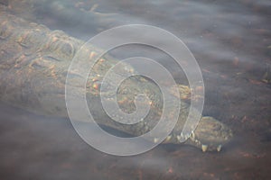 Stealthy American Crocodile Underwater