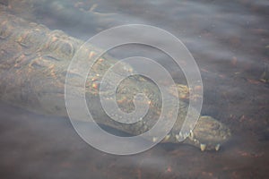 Stealthy American Crocodile Underwater photo