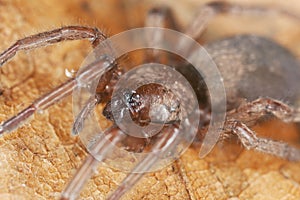 Stealthy ground spider (Gnaphosidae)