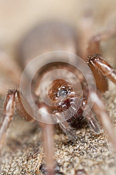 Stealthy ground spider (Gnaphosidae)
