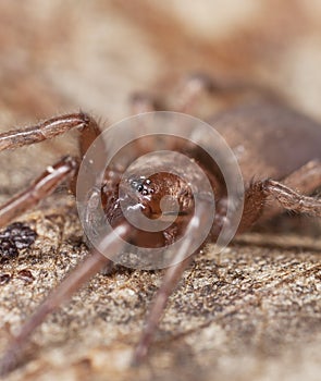 Stealthy ground spider (Gnaphosidae)