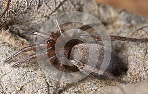 Stealthy ground spider (Gnaphosidae) photo